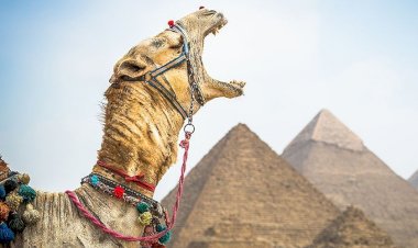 Tur operatörleri Mısır'a tur satışlarını askıya aldı