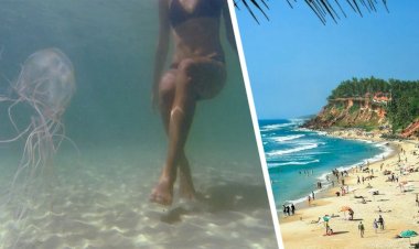 Goa'da denizanası turistleri aktif olarak sokmaya başladı Hergün 20 yaralı