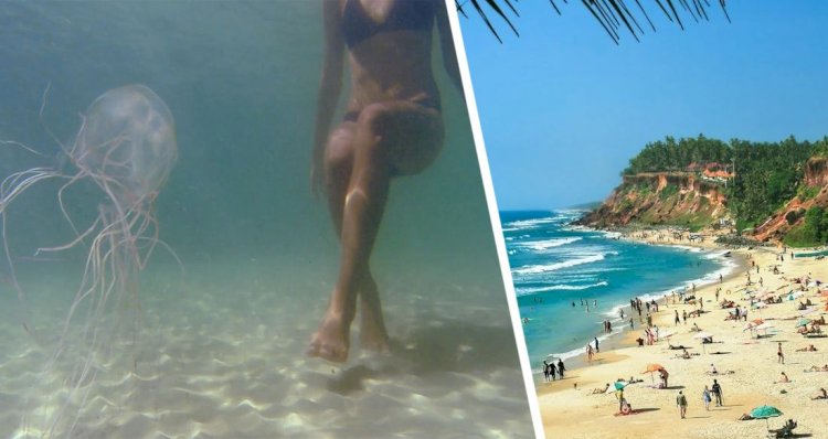 Goa'da denizanası turistleri aktif olarak sokmaya başladı Hergün 20 yaralı