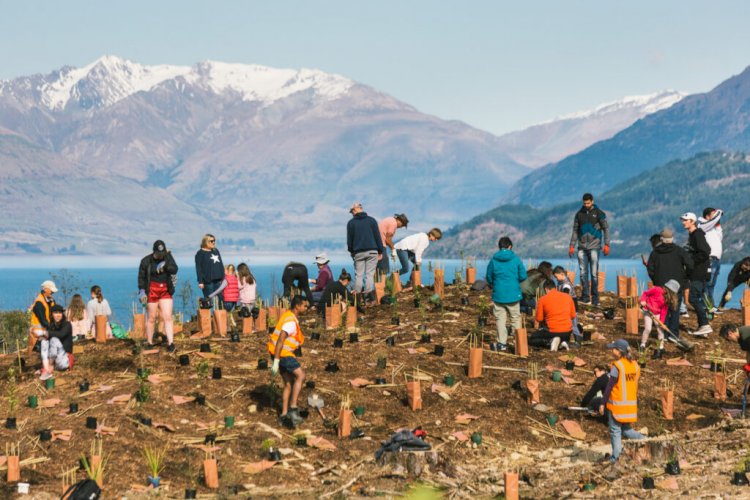 Turizm Yeni Zelanda herkesi hayal kırıklıklarını Umut Ormanına dönüştürmeye davet ediyor