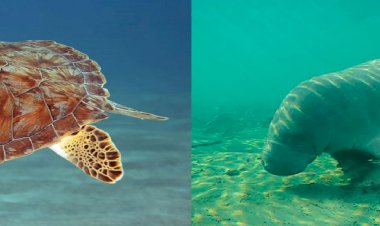 Okyanus İkliminin Düzenlemedeki Rolü