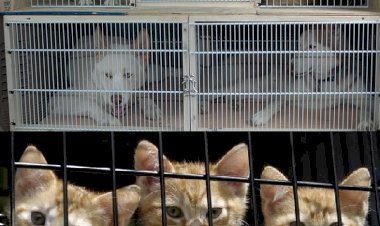 Aeroflot la Yeni Hayvan Taşıma Kuralları Belirlendi